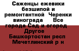 Саженцы ежевики безшипой и ремонтантной. Черенки винограда . - Все города Сад и огород » Другое   . Башкортостан респ.,Мечетлинский р-н